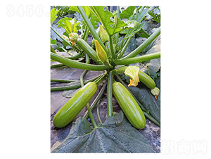 春盈-西葫蘆種子-凌廣農(nóng)業(yè)