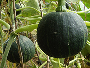 寶貝一號-南瓜種子-滿田種子