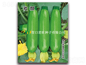 歡顏-西葫蘆種子-營(yíng)口君旺