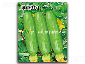綠帝901-西葫蘆種子-營(yíng)口君旺
