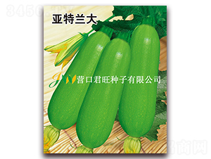 亞特蘭大-西葫蘆種子-營(yíng)口君旺