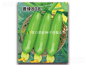德綠808-西葫蘆種子-營(yíng)口君旺