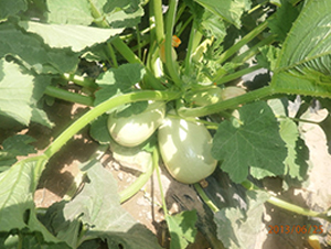 18̖(ho)-JN-r(nng)I(y)