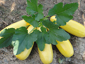 16̖(ho)-JN-r(nng)I(y)