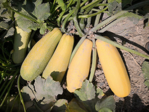 һ̖(ho)-JN-r(nng)I(y)