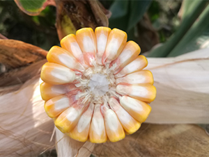 德美亞4號-玉米種子-墾豐種業(yè)