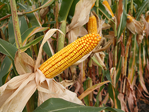 德美亞3號-玉米種子-墾豐種業(yè)