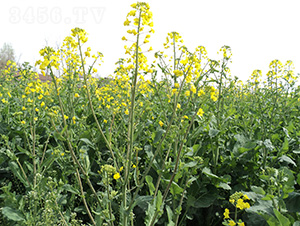 5103-Ͳ˷N-r(nng)l(f)