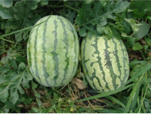 ؼt5̖(ho)-ϷN-ؼtNI(y)