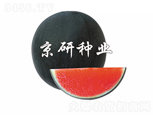 京瓏-西瓜種子-京研種業(yè)
