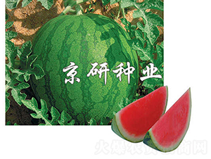 國(guó)蜜1號(hào)-西瓜種子-京研種業(yè)