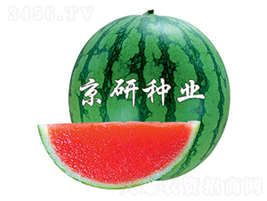 京玲-西瓜種子-京研種業(yè)