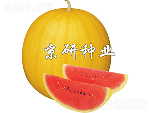黃皮京欣1號(hào)-西瓜種子-京研種業(yè)