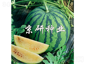 京雪-西瓜種子-京研種業(yè)