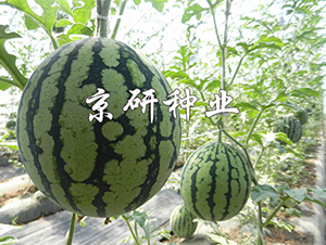 京美4K-西瓜種子-京研種業(yè)