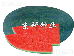 京麗-西瓜種子-京研種業(yè)