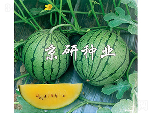 京闌-西瓜種子-京研種業(yè)