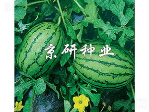 京秀-西瓜種子-京研種業(yè)
