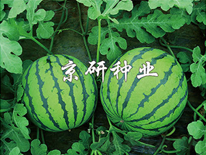 京欣7號(hào)-西瓜種子-京研種業(yè)
