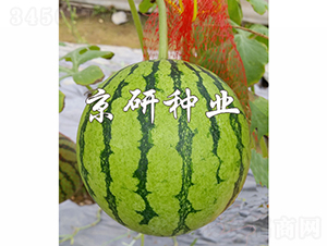 京嘉-西瓜種子-京研種業(yè)