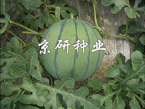 勇鳳-西瓜種子-京研種業(yè)