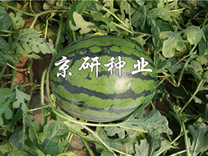 京美8K-西瓜種子-京研種業(yè)