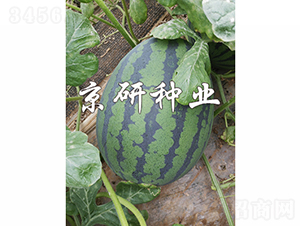 京美6K-西瓜種子-京研種業(yè)