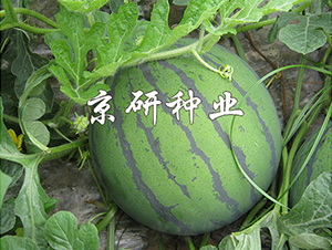 華欣2號(hào)-西瓜種子-京研種業(yè)
