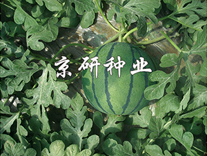 華欣-西瓜種子-京研種業(yè)