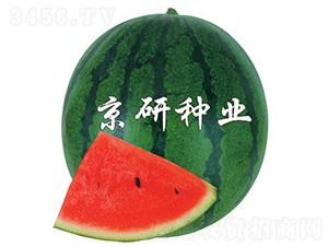 改良京抗2號(hào)-西瓜種子-京研種業(yè)
