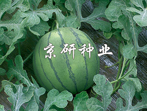 國(guó)鳳-西瓜種子-京研種業(yè)