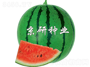 京欣4號(hào)-西瓜種子-京研種業(yè)