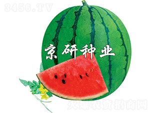京欣3號(hào)-西瓜種子-京研種業(yè)