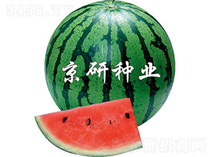 京欣2號(hào)-西瓜種子-京研種業(yè)