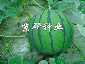 華美-西瓜種子-京研種業(yè)