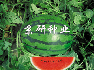 京美-西瓜種子-京研種業(yè)
