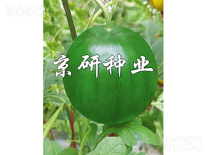 京雅-西瓜種子-京研種業(yè)