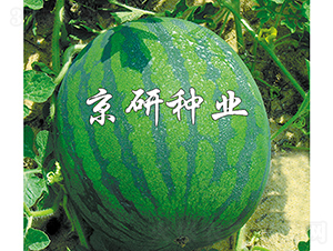 國(guó)蜜2號(hào)-西瓜種子-京研種業(yè)