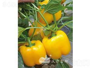 SF1紺ӼԽ߮a(chn)Sɫ𽷣-𽷷N-֠˹