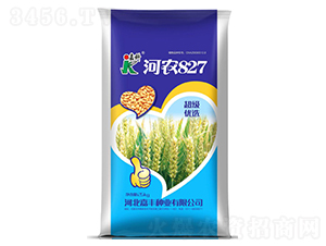 河農(nóng)827-小麥種子-嘉科