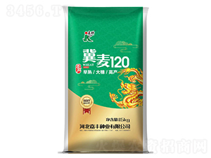 冀麥120-小麥種子-嘉科