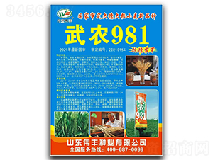 武農(nóng)981-小麥種子-偉豐種業(yè)
