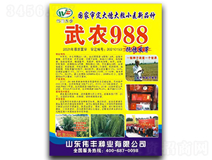 武農(nóng)988-小麥種子-偉豐種業(yè)