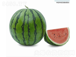 醉美人西瓜-西瓜種子-廣良