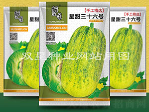 星甜三十六號(hào)-甜瓜種子-雙星種業(yè)