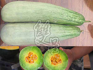 驚喜-甜瓜種子-雙星種業(yè)