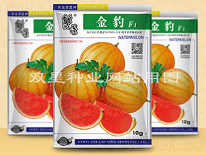 金豹-西瓜種子-雙星種業(yè)
