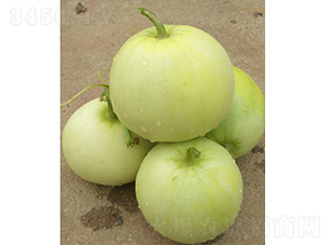 蘋翠甜瓜-甜瓜種子-廣良