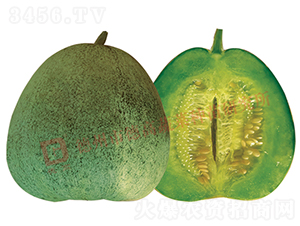 德高Q16-甜瓜種子-德高種業(yè)