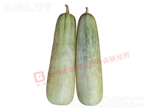 德高S60-甜瓜種子-德高種業(yè)